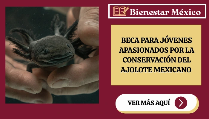 Beca para Jóvenes Apasionados por la Conservación del Ajolote Mexicano 